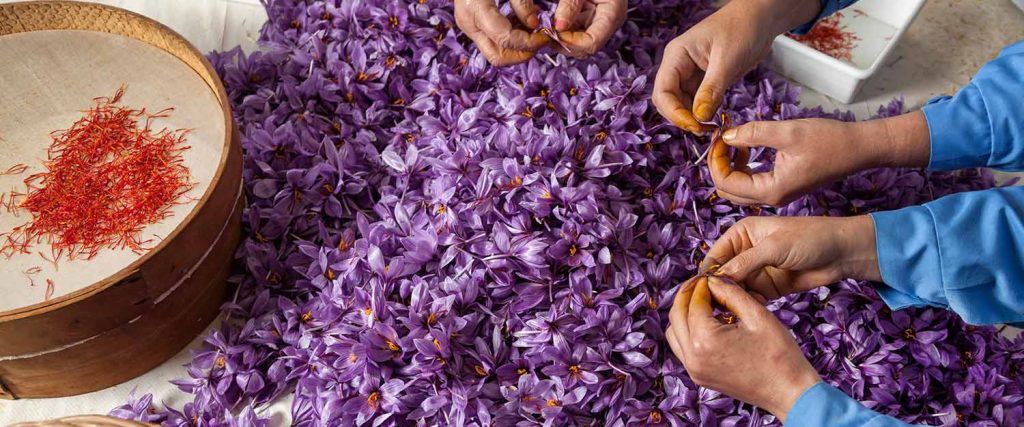 لیست بهترین تولید کنندگان زعفران